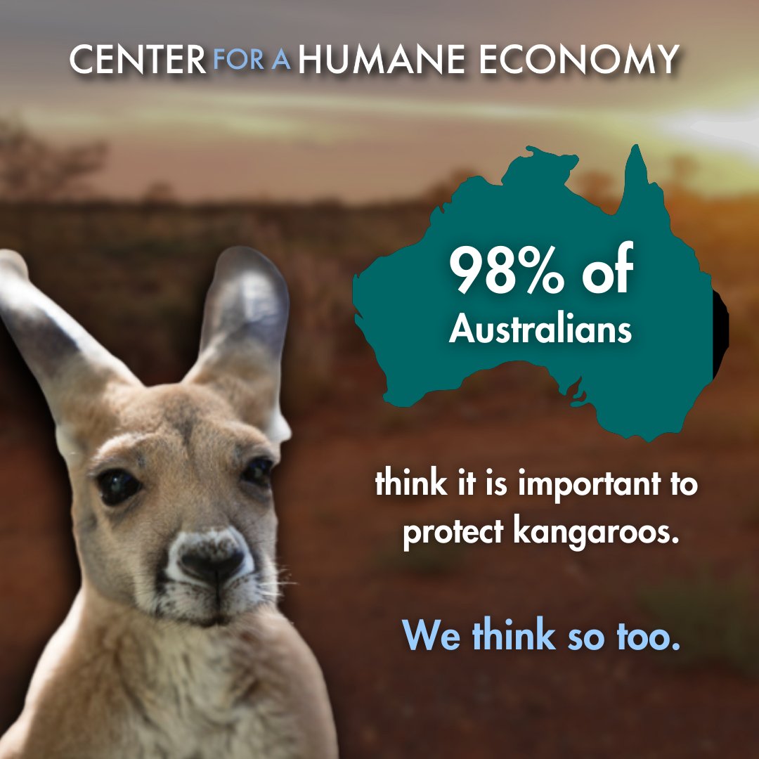 It’s Kangaroo Day! 🦘

A whopping 98% of Australians are committed to preserving kangaroos as a vital part of our ecosystem 🌿🌏.

#SaveKangaroos #ProtectWildlife #EcoFriendlyAustralia #KangaroosAlive
#adidas #kangaroosarenotshoes #newbalance #stoptheslaughter
#worldkangarooday