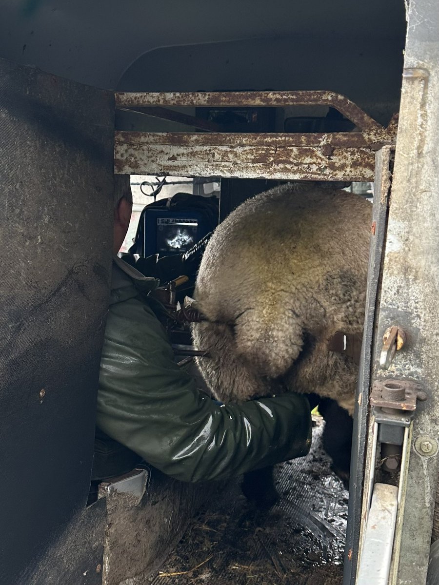 Scanning day!😃🐑🐑
The count down to lambing is on!

#inlambewes #scanningday #lambingcountdown