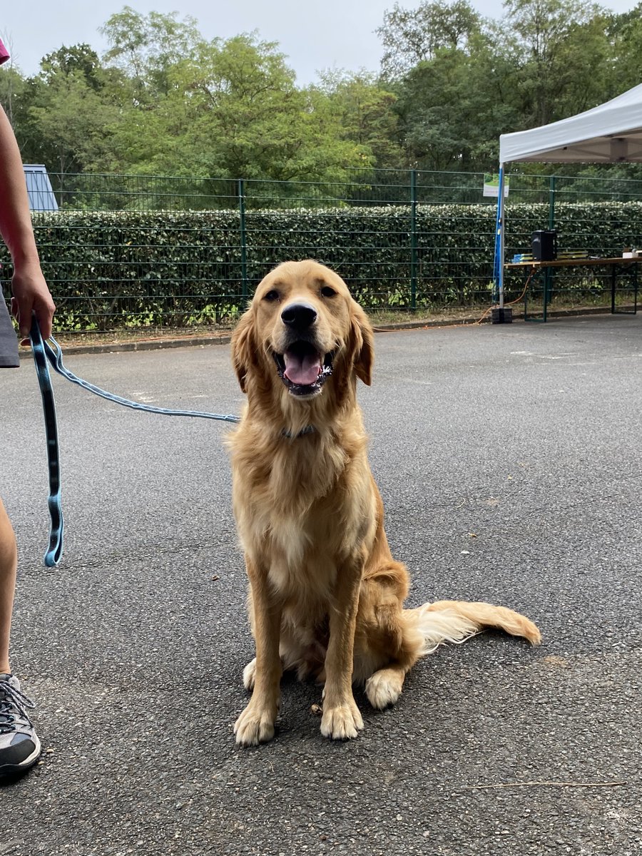 HANDI'CHIENS tweet media