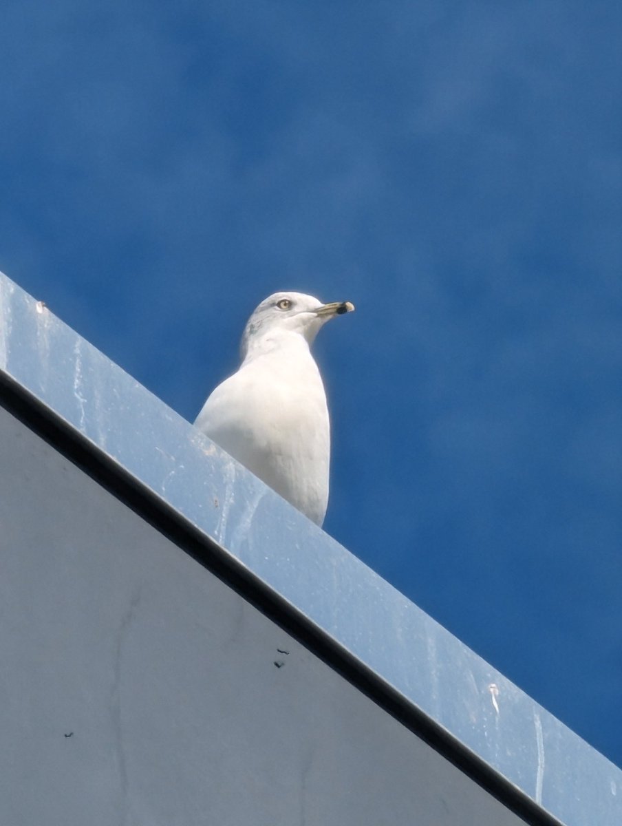 Marques Brownlee tweet media
