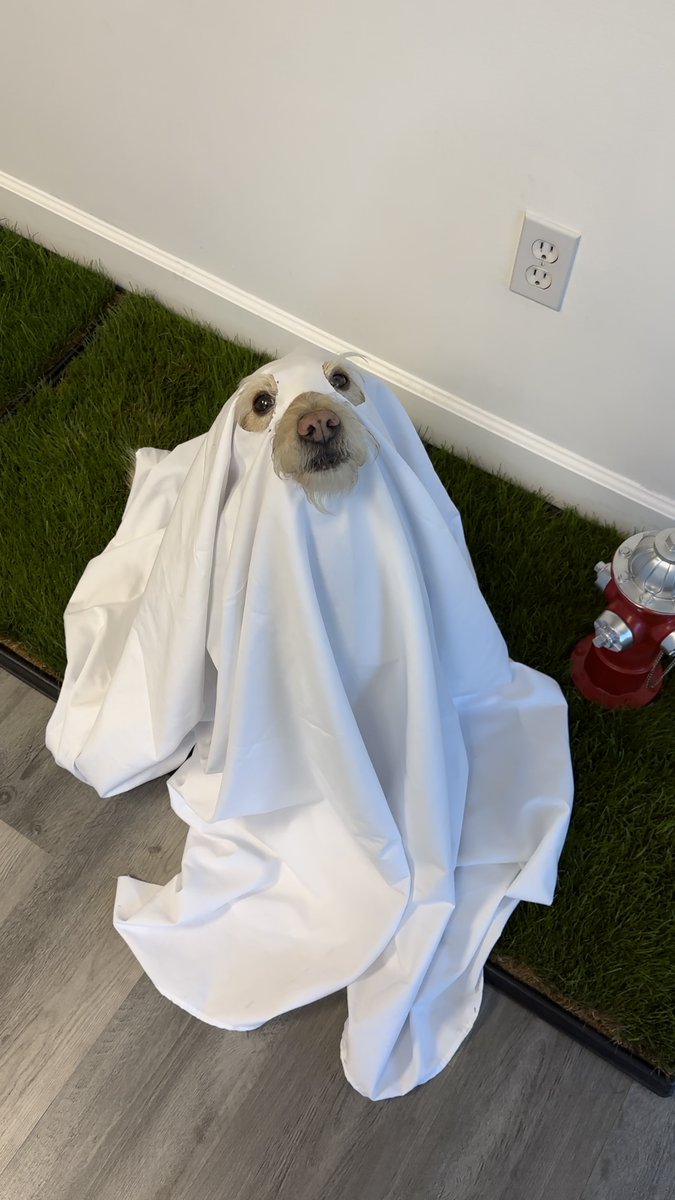 FreshPatch's tweet image. #FreshPatchPup Stella is here for spooky 👻 season! There's only till the end of the week to enter our Howl-o-ween Costume Contest 🎃 One lucky pup 🐶 wins 6 MONTH SUPPLY OF FRESH PATCH 🌱 Enter: bit.ly/46IKvT8