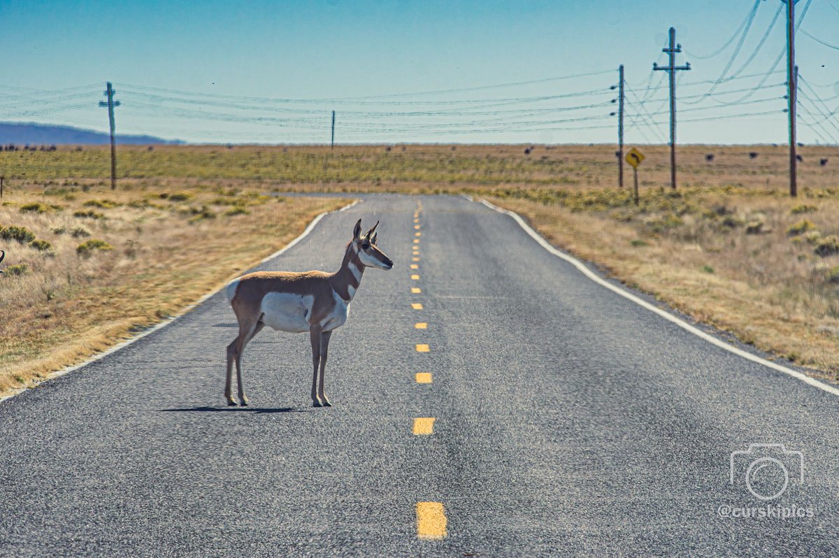 CurskiPics's tweet image. A deer crosses the road near the Very Large Array

curskipics.com/prints

One Week Left to order Solar October Prints!
Use Code SolarOctober for 30% off!

#deer #verylargearray #vla #middleoftheroad #deercrossing #newmexico #solaroctober #curskipics #solar #october #pentax