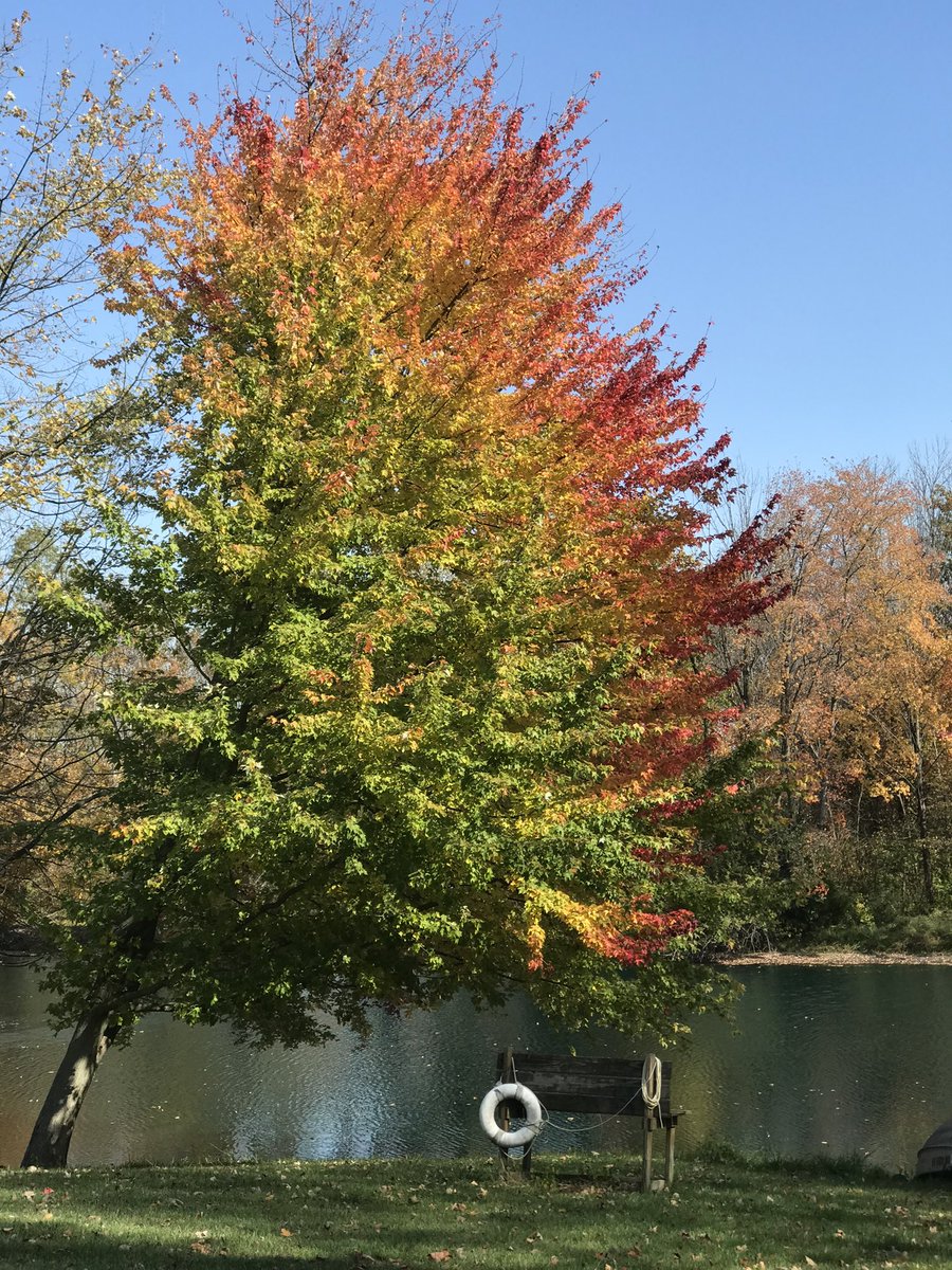 rphjerry's tweet photo. This tree is fighting fall https://t.co/Gnj3yiMPoR