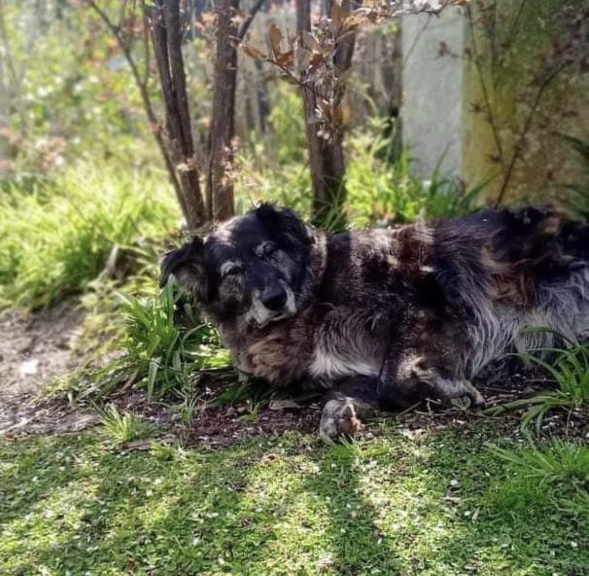 Tarariras sin vos ya no será lo mismo, hasta siempre Manchas. Que exista un reencuentro 🕊️