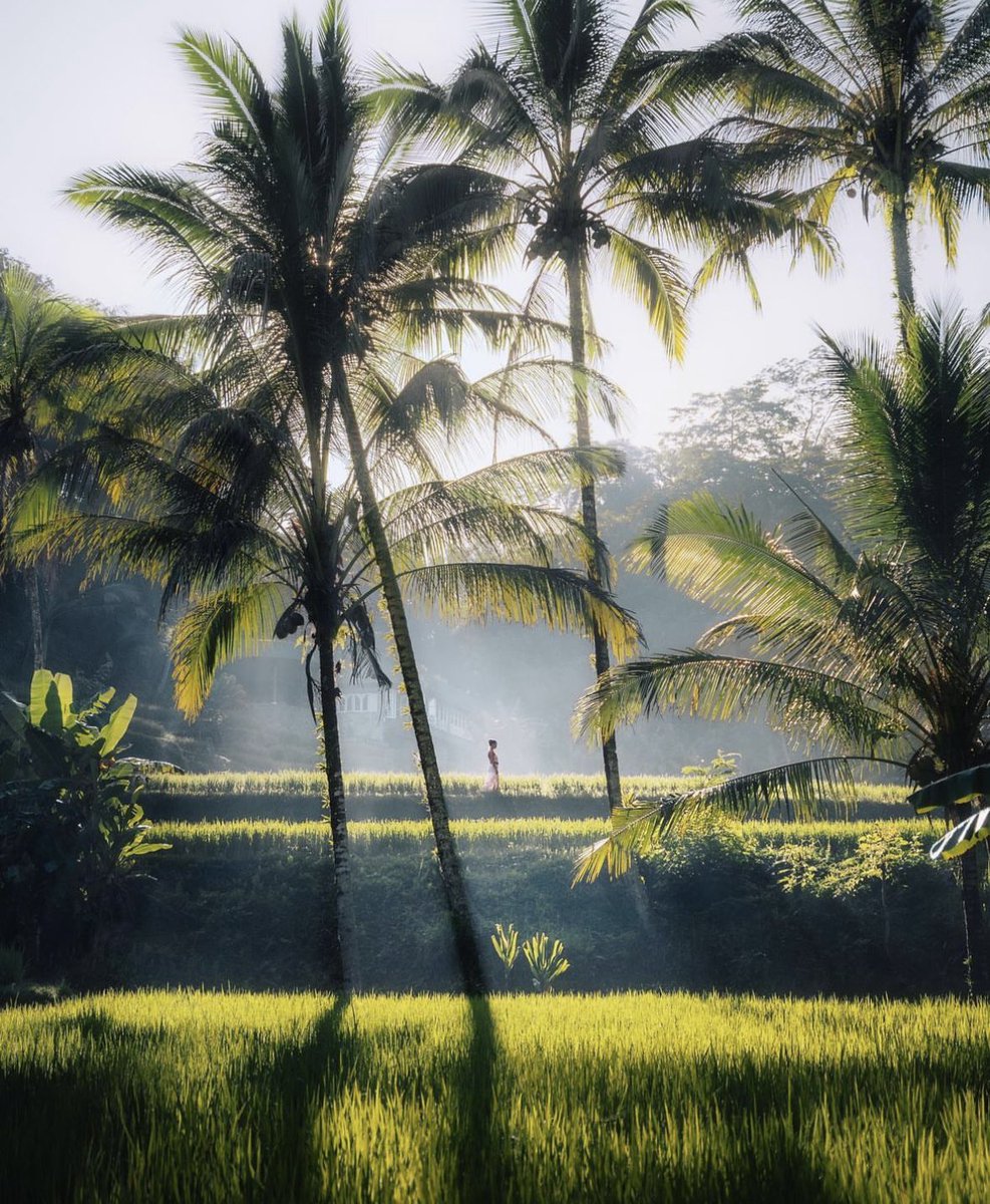 15 Most Beautiful Places to Visit in Indonesia 4K | Ubud | Nusa Penida |... youtu.be/MVh2Gx02zoY?si… via @YouTube #indonesia #bali #nusapenida #komodoisland #ubud #lombok #destinations #travel #SundayMotivation #vacation #asia