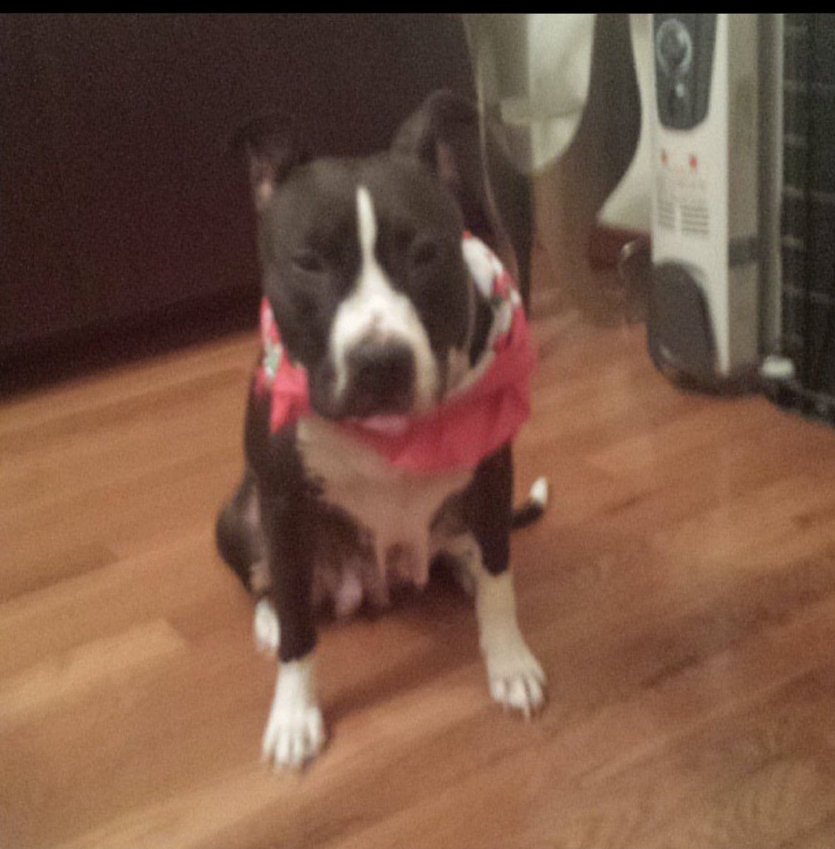 NikoAQNY's tweet image. RIP Sophie 

Not sure how old she was but I had her for just over 10 years. I was told she was 6 the day I got her. 

😭 😢 😭 

#alldogsgotoheaven