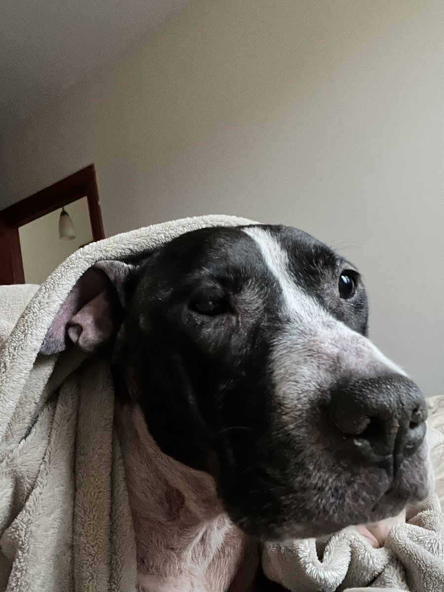 NikoAQNY's tweet image. RIP Sophie 

Not sure how old she was but I had her for just over 10 years. I was told she was 6 the day I got her. 

😭 😢 😭 

#alldogsgotoheaven