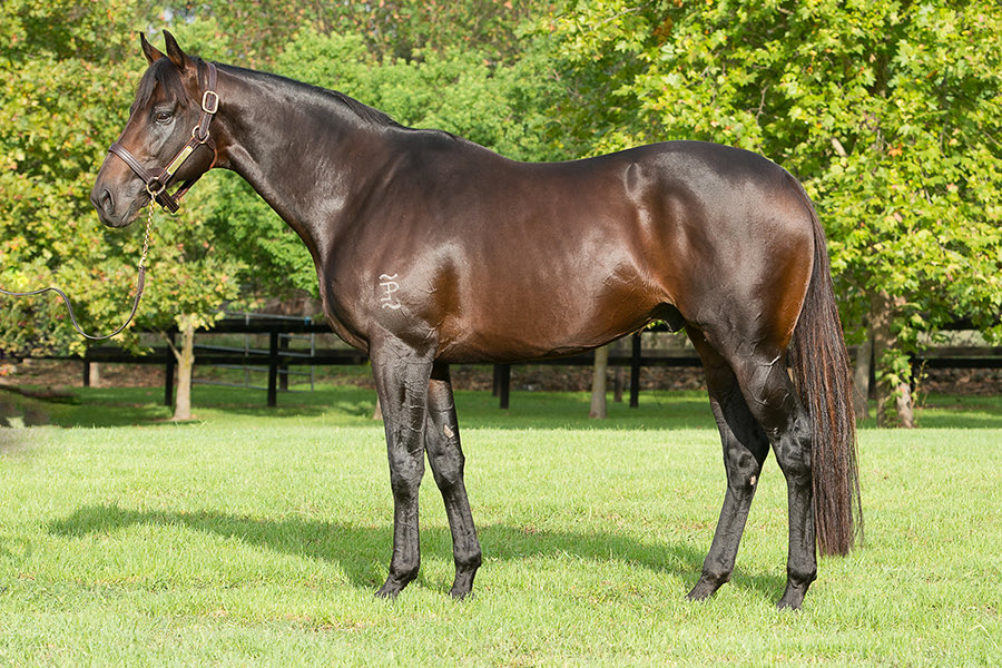riverbankfarm1's tweet photo. WAYED ZAIN a beast of a son of High Chaparral. He has a real Oaks filly on his hands with last start winner 🏆 #STEVESWAY #OAKSTYPE #BREEDTORACE 🐎☘️🥃 #breedastayer @riverbankfarm1 ☘️ ☘️☘️☘️☘️@BreednetNews @vicbreeders @Racing ☘️Fee$2200 https://t.co/FTOnXyo1eS