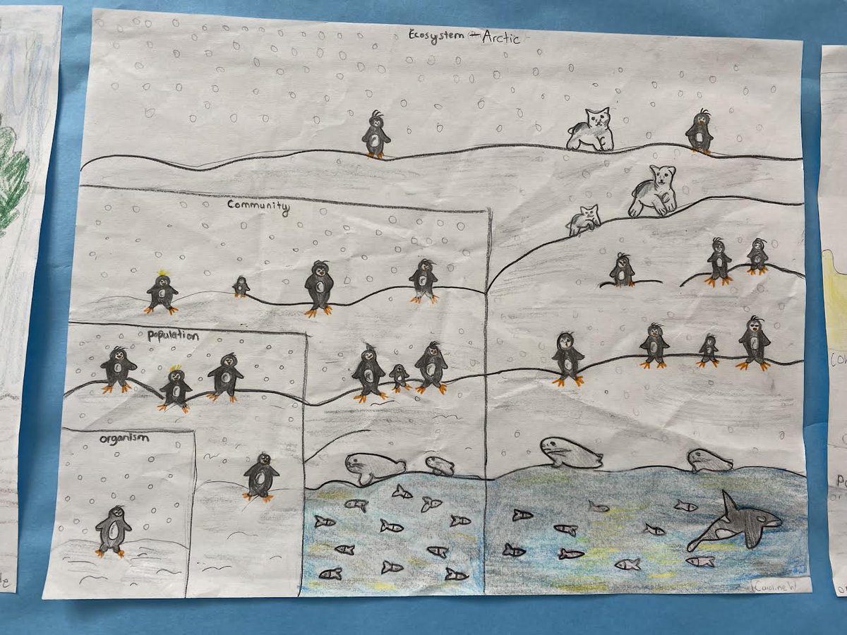 SwansonL16's tweet photo. We learned about the Levels of Organization in Ecology and then created models based on our Ecosystems research. @EphesusElem https://t.co/dTKV5QmXZx