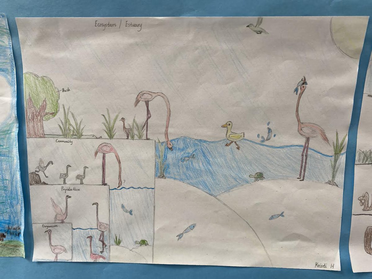 SwansonL16's tweet photo. We learned about the Levels of Organization in Ecology and then created models based on our Ecosystems research. @EphesusElem https://t.co/dTKV5QmXZx