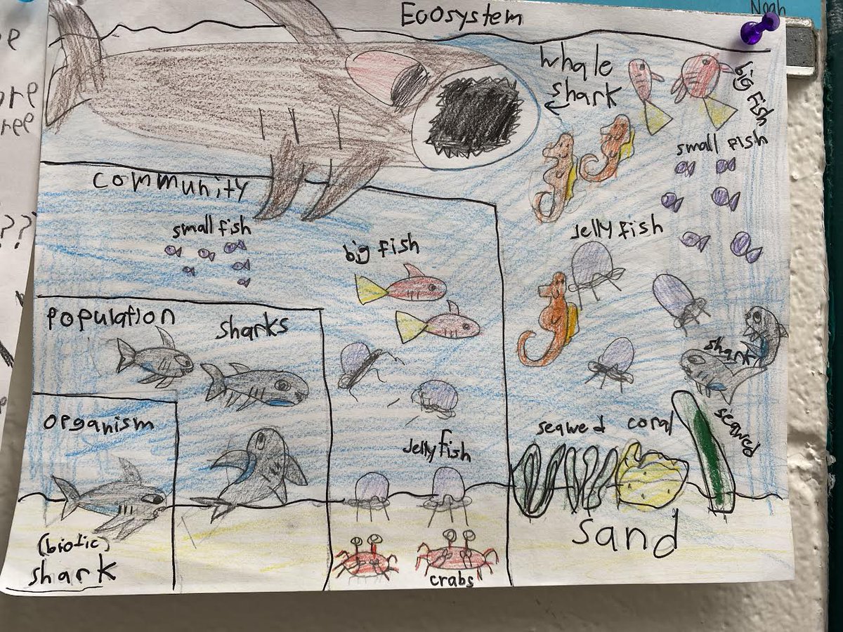 SwansonL16's tweet photo. We learned about the Levels of Organization in Ecology and then created models based on our Ecosystems research. @EphesusElem https://t.co/dTKV5QmXZx