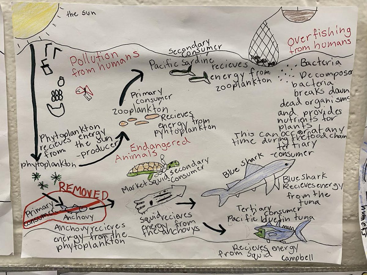 SwansonL16's tweet photo. We have been working hard on our Marine Ecosystem Food Webs! We learned about the interdependence of plants and animals within their ecosystems. We also learned about negative human impact and how the removal of one species can change an entire food web. @EphesusElem https://t.co/JWNzcMGtFg