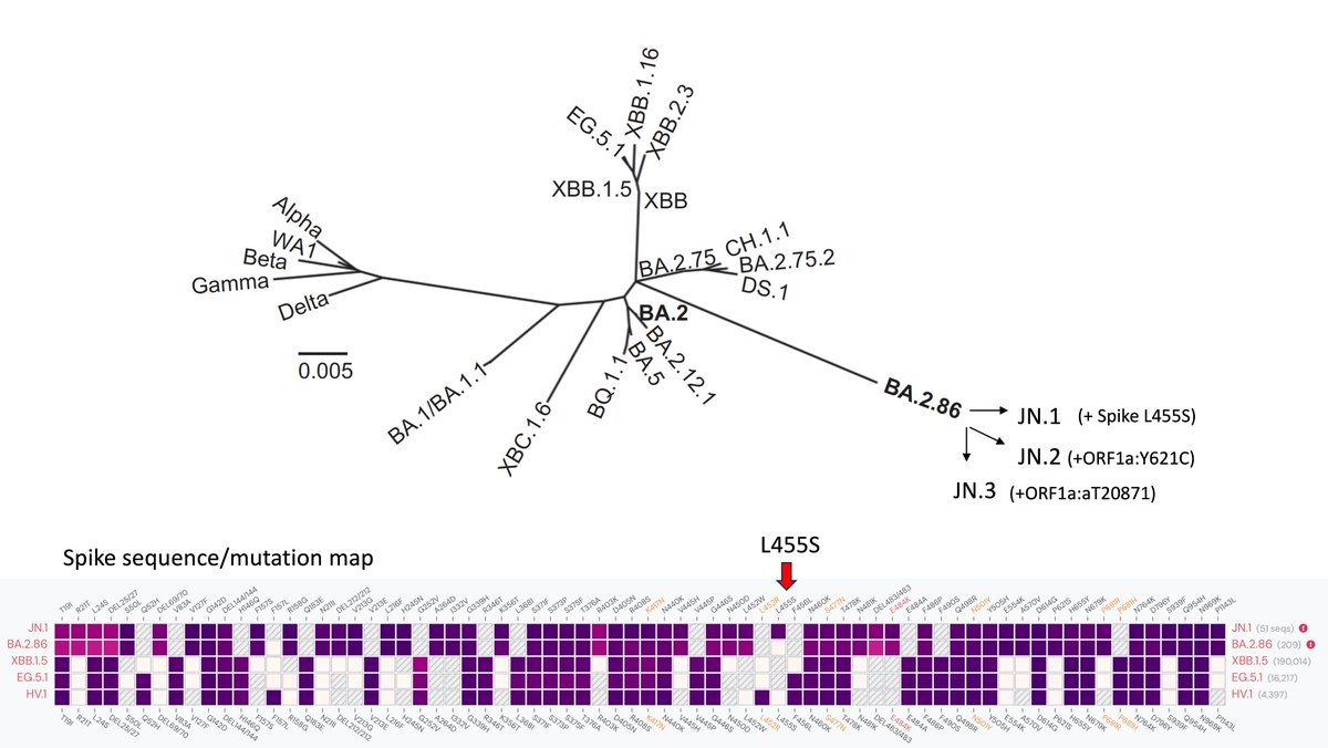 Under population immunity pressure, #SARSCoV2 continues to evolve. The  hyper-mutated BA.2.86 is adding mutations. Key 👀 now is JN.1, which is  separating from the pack More on this @JPWeiland @RajlabN @Mike_Honey_  @yunlong_cao @, image size:1200x676