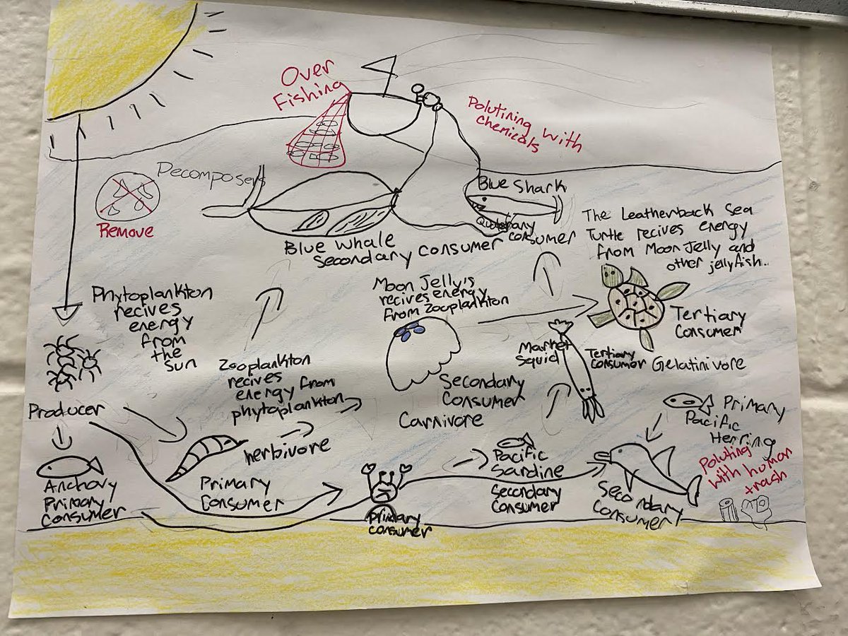 SwansonL16's tweet photo. We have been working hard on our Marine Ecosystem Food Webs! We learned about the interdependence of plants and animals within their ecosystems. We also learned about negative human impact and how the removal of one species can change an entire food web. @EphesusElem https://t.co/JWNzcMGtFg