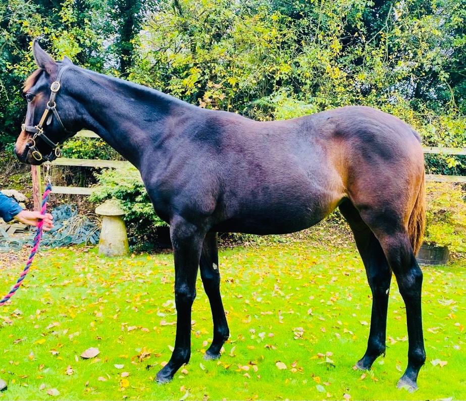 millhousestud's tweet photo. Lot 85 Passing Glance x Flutter Bye heading to Goffs NH Breeders Showcase Sale on 3rd November @Goffs1866 https://t.co/mQmiuTMoak