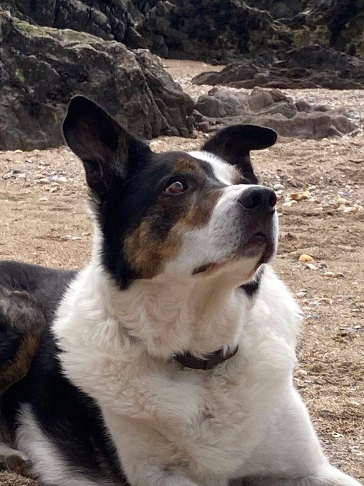 I’m sorry to tell you that our lovely dearest Jack has died. He recovered well from surgery but became anaemic again last week and then we found a tumour behind his liver. There was nothing more that could be done.