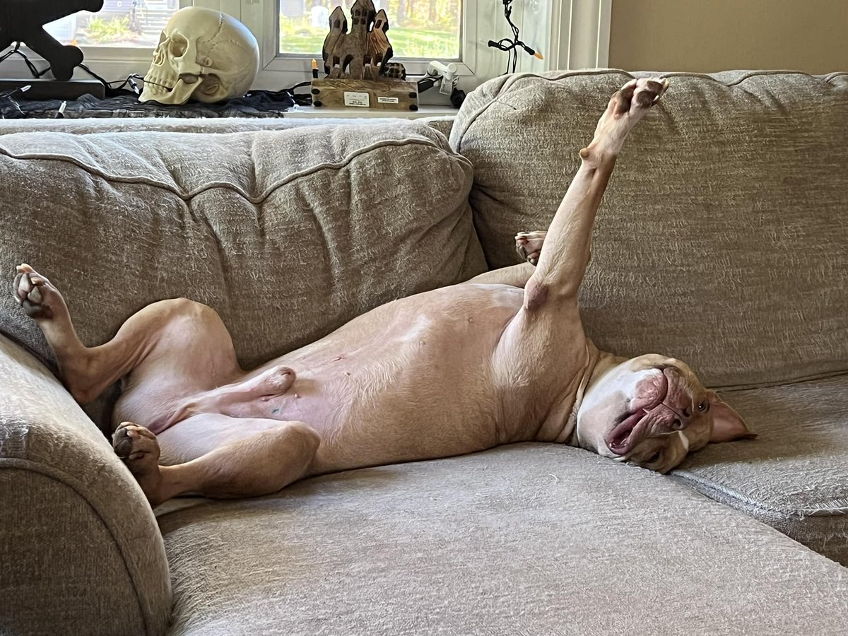 Someone has to adopt this dog!

Just look at him!

TUFFY was an owner surrender to the Animal Care and Control if NYC (NYCACC), the city municipal shelter.  The reason was a real doozy....BECAUSE HE WASN'T NEUTERED.  

Was he supposed to make a neuter appointment and drive