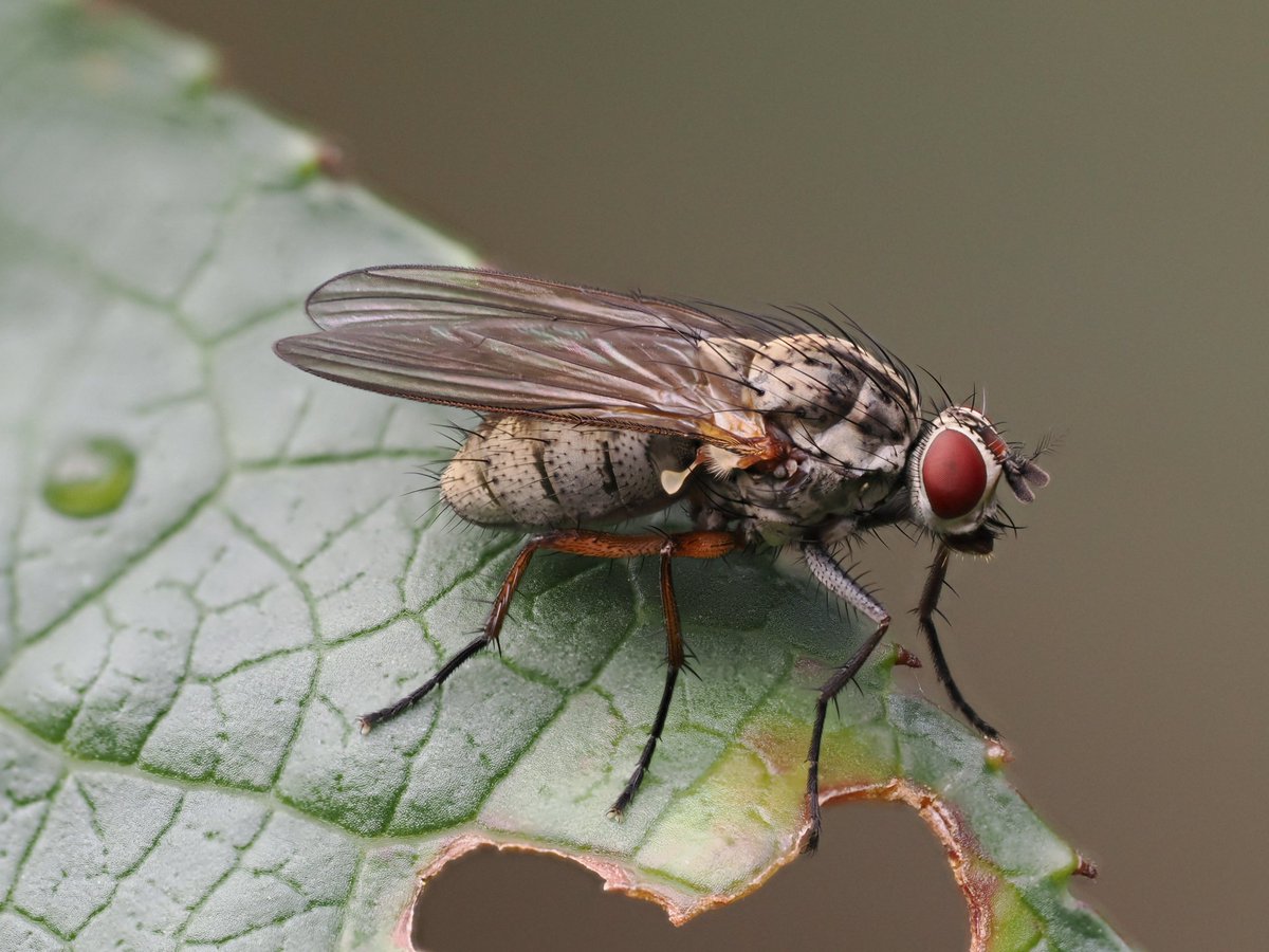 Don't usually post this kind of thing on this account, but wondering can anyone help me with ID for this fly, please? My searches indicate Hylemya vagans, but NatureSpot says ID is hard. Am I in the right area?
#insect #diptera #arthropods #PesticideFree #MoreThanHuman #flies