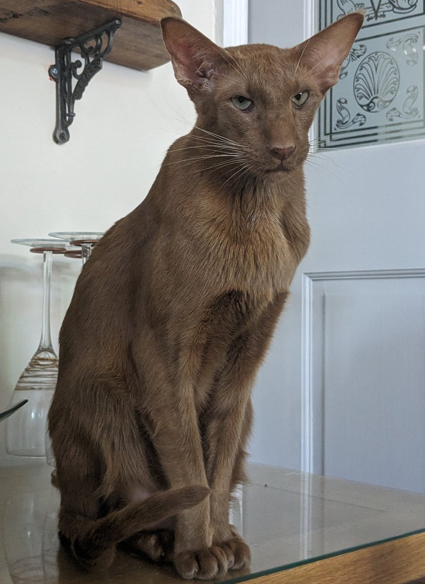 Walter.&.Jessie.Oriental 🐒🐯 tweet media