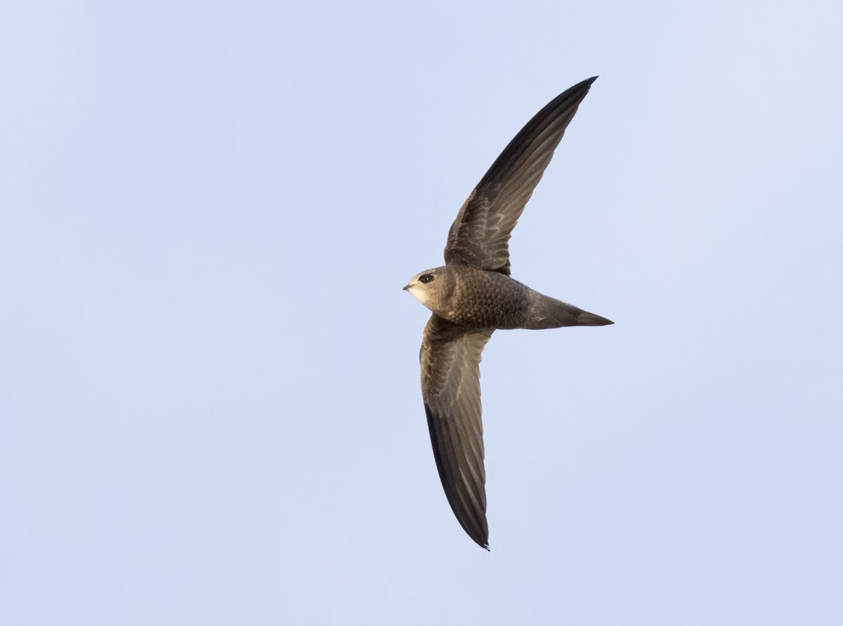 One of many highlights of recent days in Shetland: Shetland's third Pallid Swift (and my second) in Lerwick, terrific garden bird for @ShetlandTours & @puffinpassion - @NatureInShet