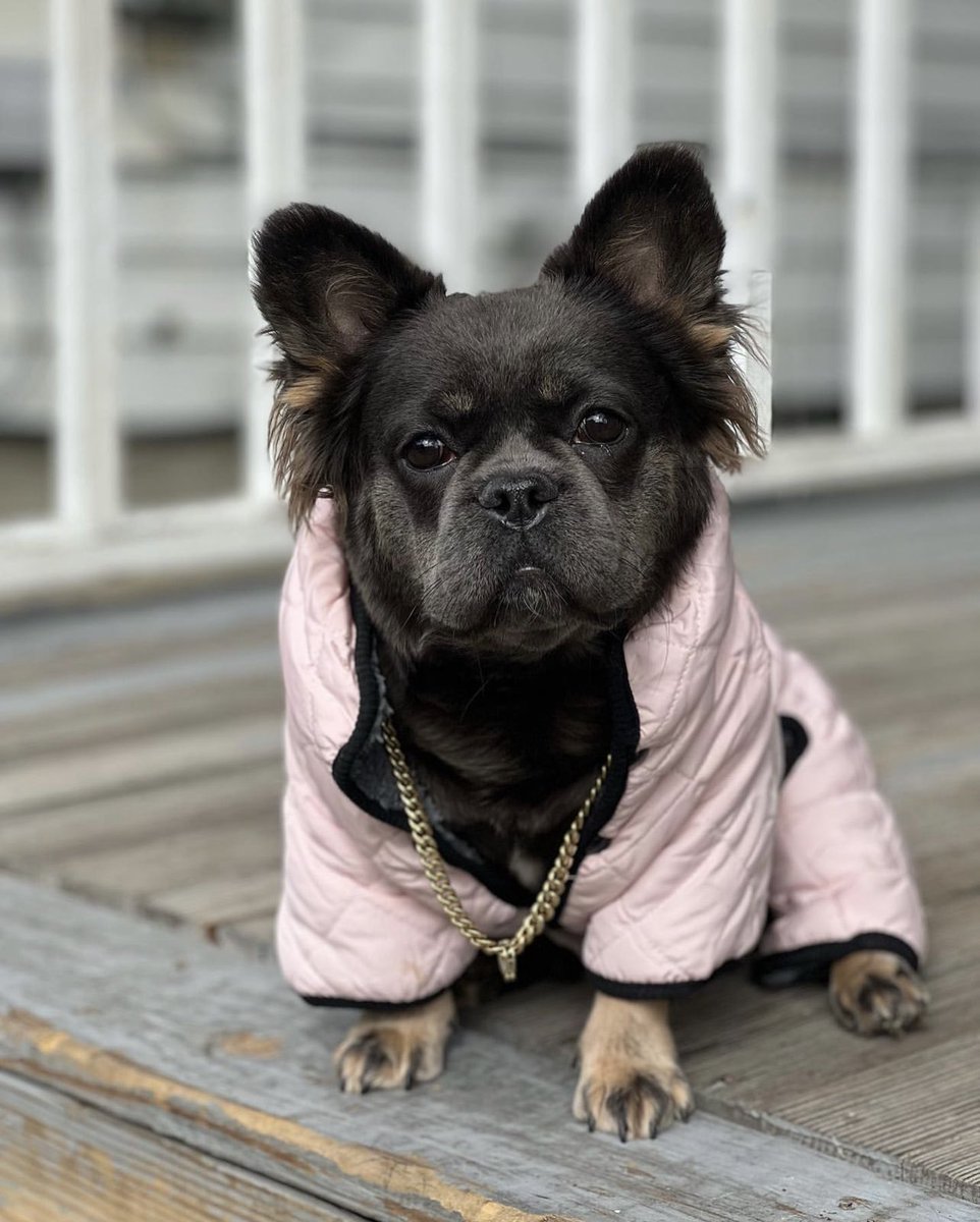 thereal_kingglo's tweet photo. Ms 50k 🎟️💰 Yea It get Cold in the north but we still got shine in the winter 🥶✨✨🧸 #fluffyfrenchie #frenchbulldogs #fyp #rich #gold #viral #dogstagram #new #newyork #globullvisions #selfmade https://t.co/jJonheaHmI
