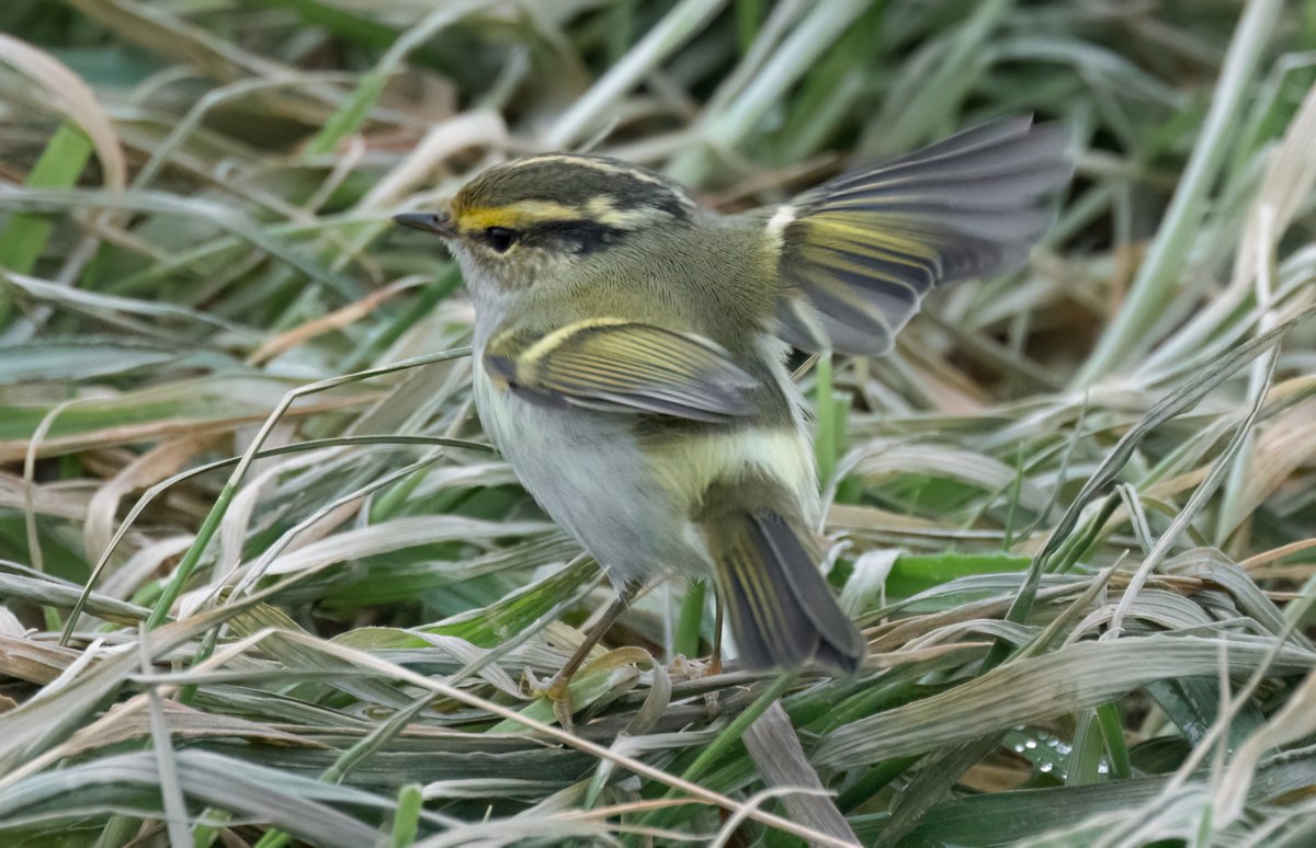 A long-awaited lifer today in the form of this stunning Pallas's Warbler @FI_Obs - what an absolute jewel of a bird!