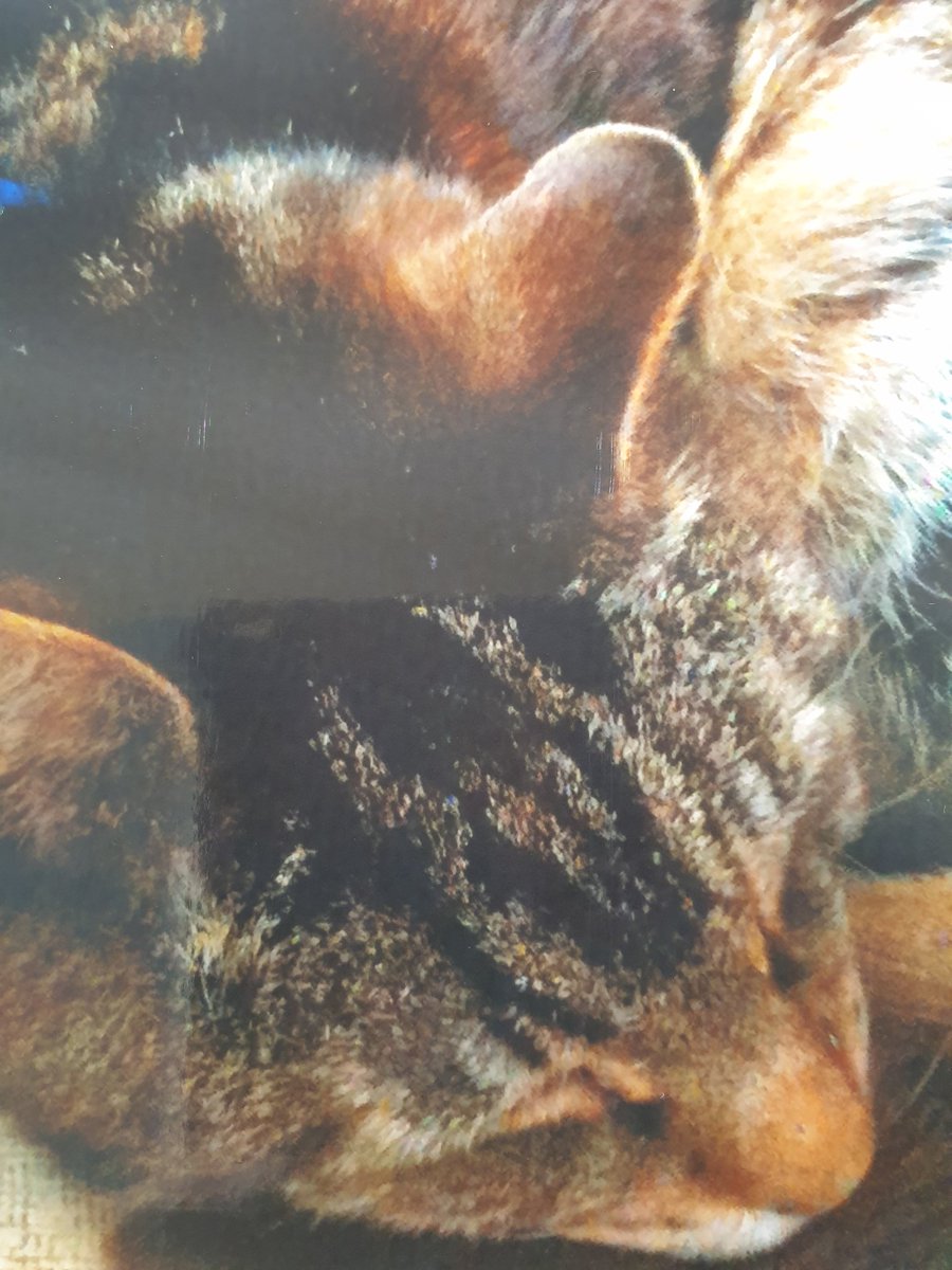 Woke up sobbing from an awful dream about the day I lost this sweet old man. Its been 8 years, and that memory destroys me every time.

Sleep sweet, Turbo cat. I love you