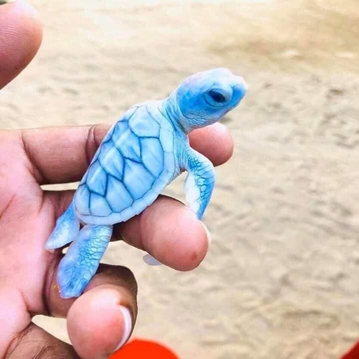 trutle_official's tweet photo. How amazing is this? https://t.co/F8cZXpBaBm