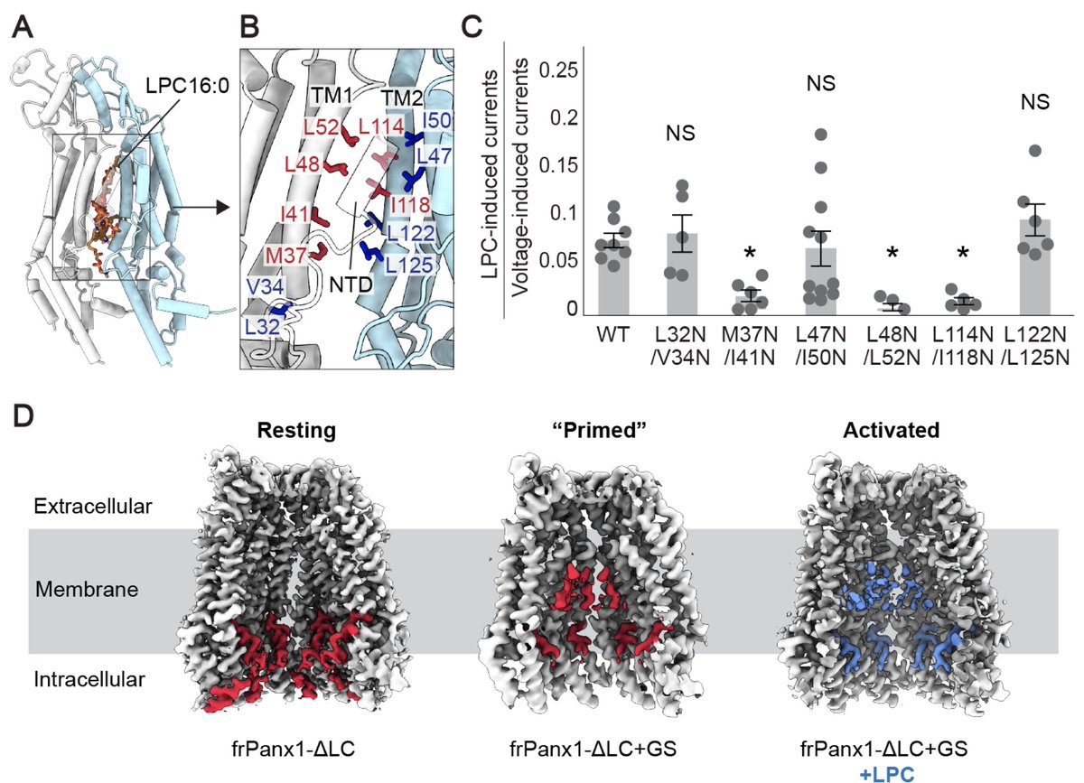 ATP-release pannexin channels are gated by lysophospholipids | bioRxiv

biorxiv.org/content/10.110… 

#CryoEM #MembraneProteins