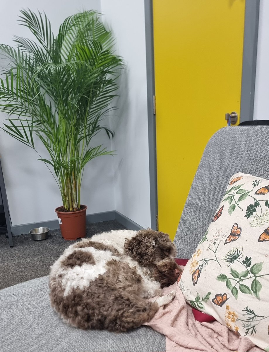 PlanetWaxCo's tweet photo. Scotch helping to ensure there's a good balance of hard work and rest at @PlanetWaxCo HQ. 🐶 https://t.co/V9EEY8Osn9