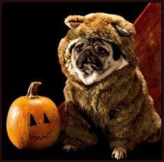 Halloween is almost here. Time to pull out photos of Chuck the Pug (senior and junior) and his friends wearing different Halloween costumes🎃🐾❤️ #pugmommy #pugdaddy #pugs #instapugs #seniorpug #pug #puglicious #puglove #lovepug #puglife #puglove