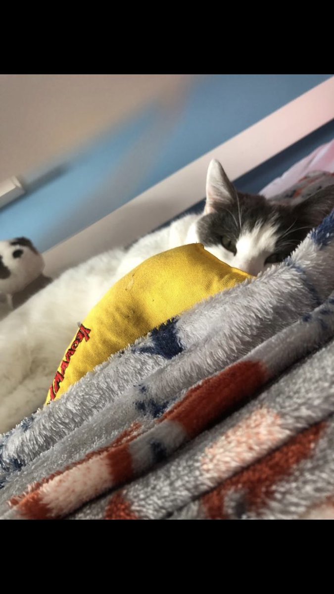 Snuggling up with the banana #cats #catsoftwitter #catsontwitter #catsofX