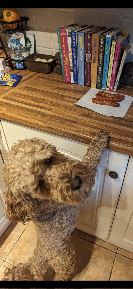 the_cockapoo's tweet photo. Doh.  Busted! #sossidges https://t.co/fkxd4jt4Mv