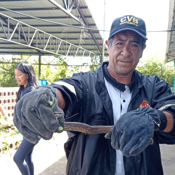 Bomberos Voluntarios de la 104 Cía. de Chinique, El Quiché, atraparon una serpiente Cantil Cola de Hueso, en las instalaciones de la escuela Agua Tibia 2; el reptil fue liberado en la montaña, en su hábitat.- 
#CVBalServicio