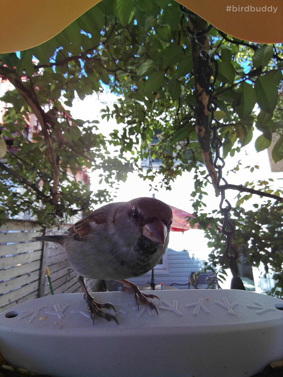 Nothing compares to the sheer delight of live birb selfies from our yard: