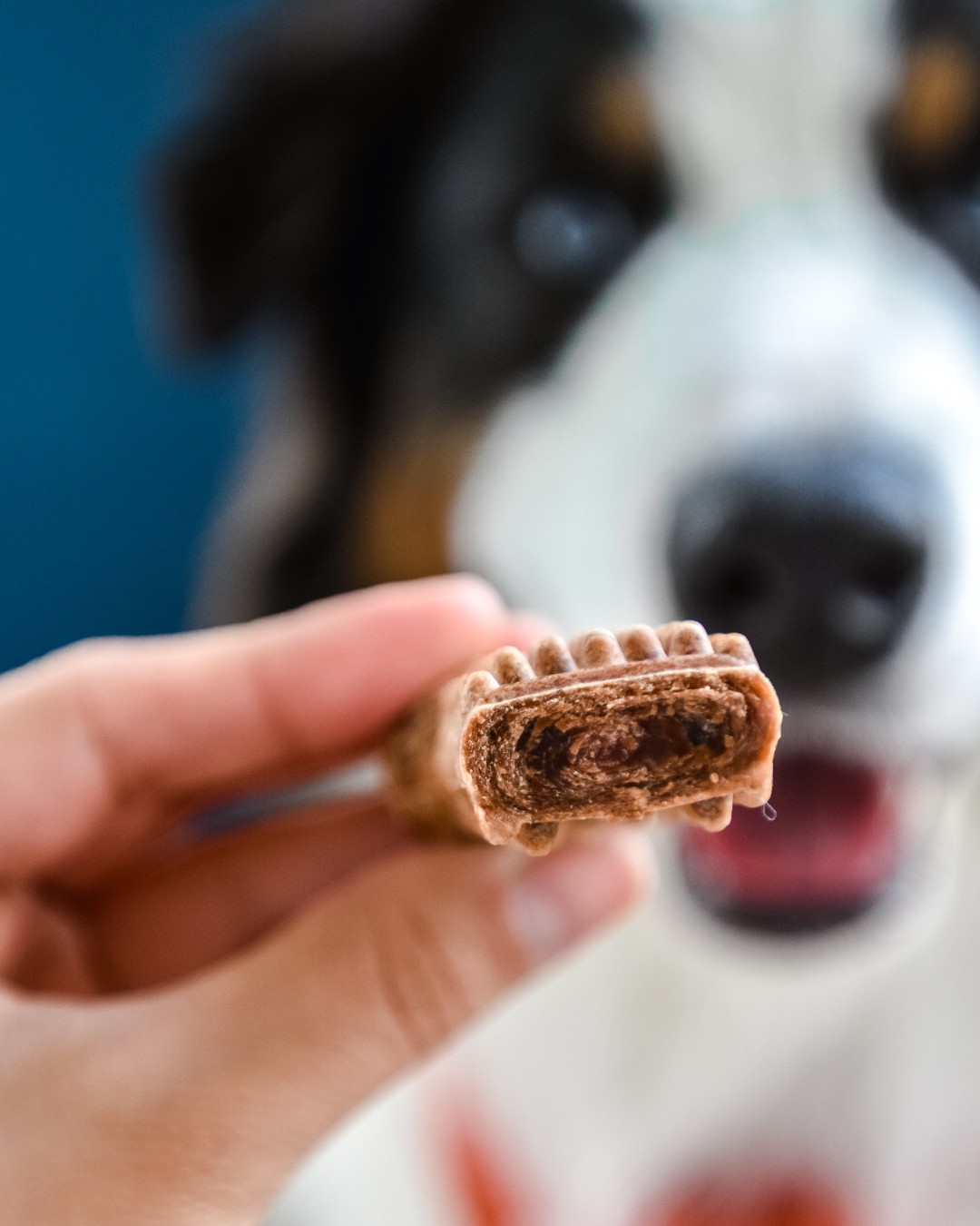 Is It Ok If My Dog Eats Nylabone