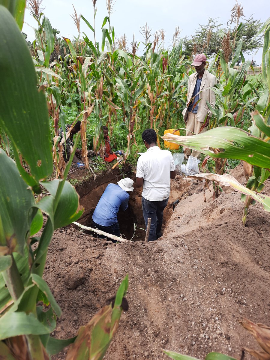 Land Soil Crop Hubs (@projectlsc) on Twitter photo Project fieldwork is underway in Ethiopia to support climate-smart fertiliser recommendations by <a href="/ProjectLSC/">Land Soil Crop Hubs</a> PhD candidate <a href="/MusefaRedi1/">Musefa Redi</a>
Learn more: lsc-hubs.org/2023/10/23/fie… Project fieldwork is underway in Ethiopia to support climate-smart fertiliser recommendations by <a href="/ProjectLSC/">Land Soil Crop Hubs</a> PhD candidate <a href="/MusefaRedi1/">Musefa Redi</a>
Learn more: lsc-hubs.org/2023/10/23/fie…