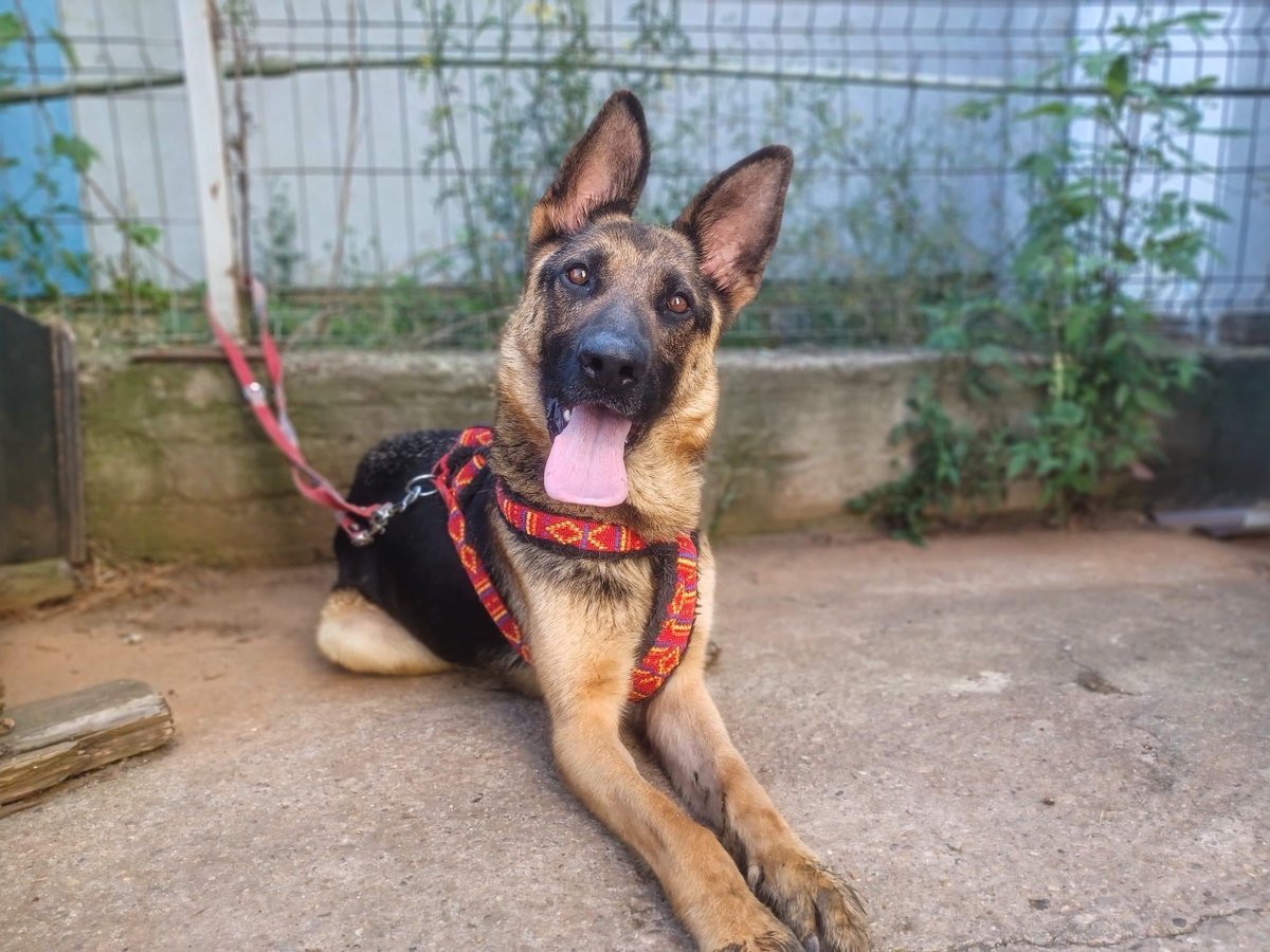 Herz_Streuner's tweet photo. Unser Team ist gerade vor Ort &amp; durfte die tolle Almedina persönlich kennenlernen 😍 mehr zu der wunderschönen Schäferhündin: https://t.co/87qJndAI2t 😍

#shepherd #AdoptDontBuy #AdoptDontShop #adoptable #tierschutz #rescue #rescuedog #doglover #animalrescue #animals #adoptme https://t.co/lfPqIWZfo1