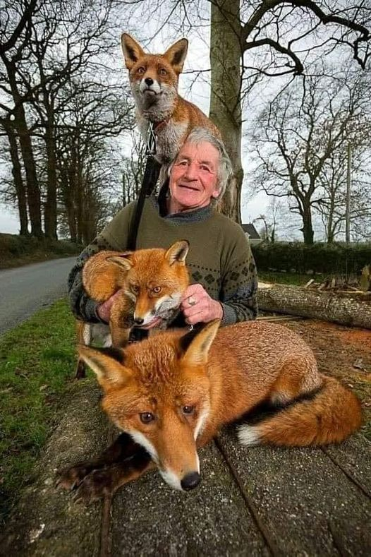 The Fox Father
Ireland:
This man saved 3 wild fox cubs.
Today he is their father for the rest of his life ...
#Kindness
#Bekind
#allanimalsmatter