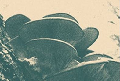 NAISnetwork's tweet image. How do we design a better student experience? Read how schools can better live their defined purpose by weaving together four unique and interconnected strands, in Independent School. bit.ly/3rG3kqZ #CurricularLearning #FlowLearning #Indyschools