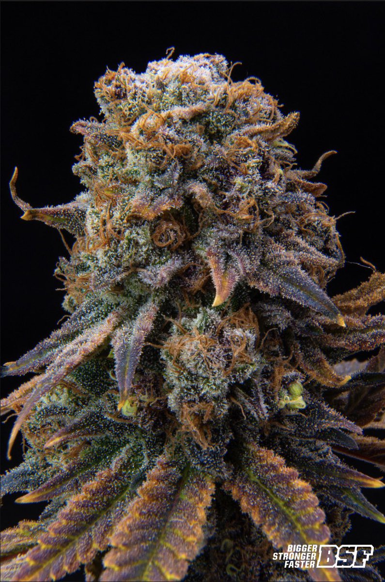 🌱 SORTEO BSFIANO 🌱
PREMIO: Pack de 4 semillas Gorilla Glue ⚡️

Para participar:

⁃DAR MG 
⁃SEGUIRNOS <a href="/bsf_seeds/">bsfseeds</a>
⁃MENCIONAR A 2 PERSONAS 
⁃RT post 

El ganador se va a enterar el dia Jueves 31/10 ¡MUCHA SUERTE! 🍀