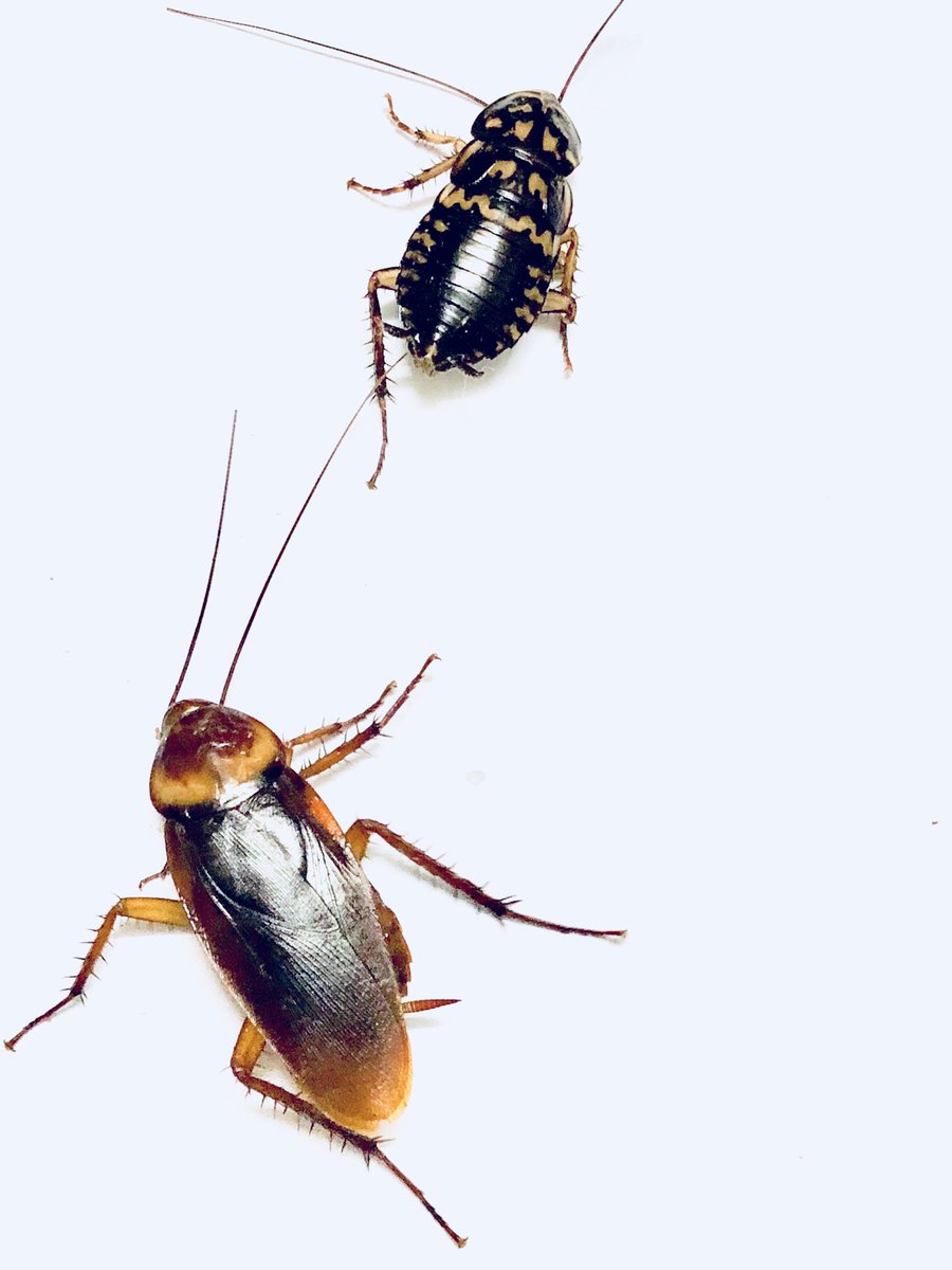 MotherPestOK's tweet image. A cockroach can live without its head for a week. Yuck! 🙊 For highly experienced and licensed exterminators, call our Oklahoma City location at (405) 278-8100 or the Tulsa office at (918) 362-2000! #okcpestcontrol #cockroachcontrol #pestcontroltulsa