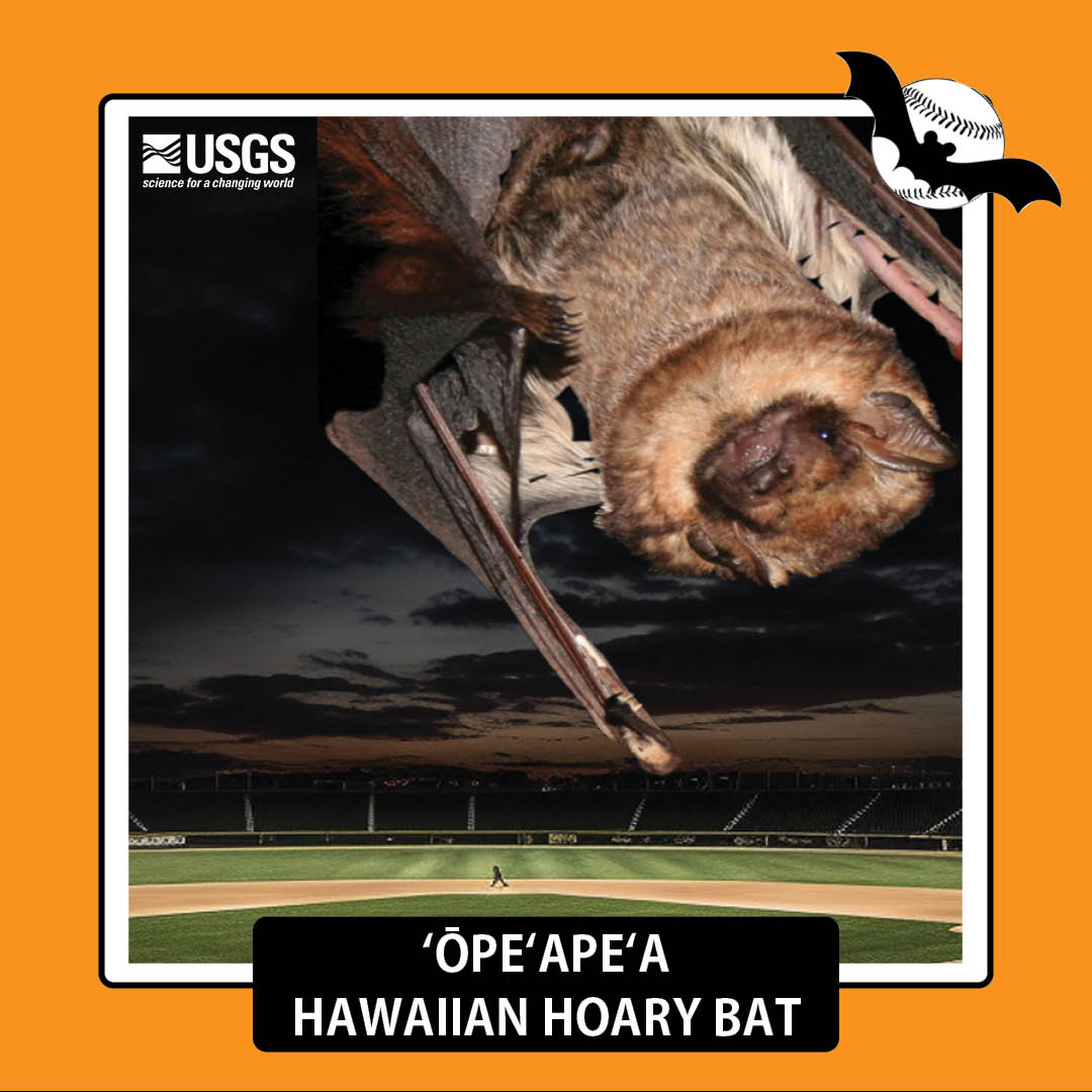 USGS's tweet photo. Bat[ter] up! For the first official day of #BatWeek, we want to tell you all about the ʻōpeʻapeʻa, also known as the Hawaiian hoary bat. Check out the Baseball Bat card to learn more about the ʻōpeʻapeʻa!

Learn more about them:
https://t.co/tRy0PqZ0Yr

#BatWeek2023 #BaseballBats https://t.co/fWNxXlCxPH