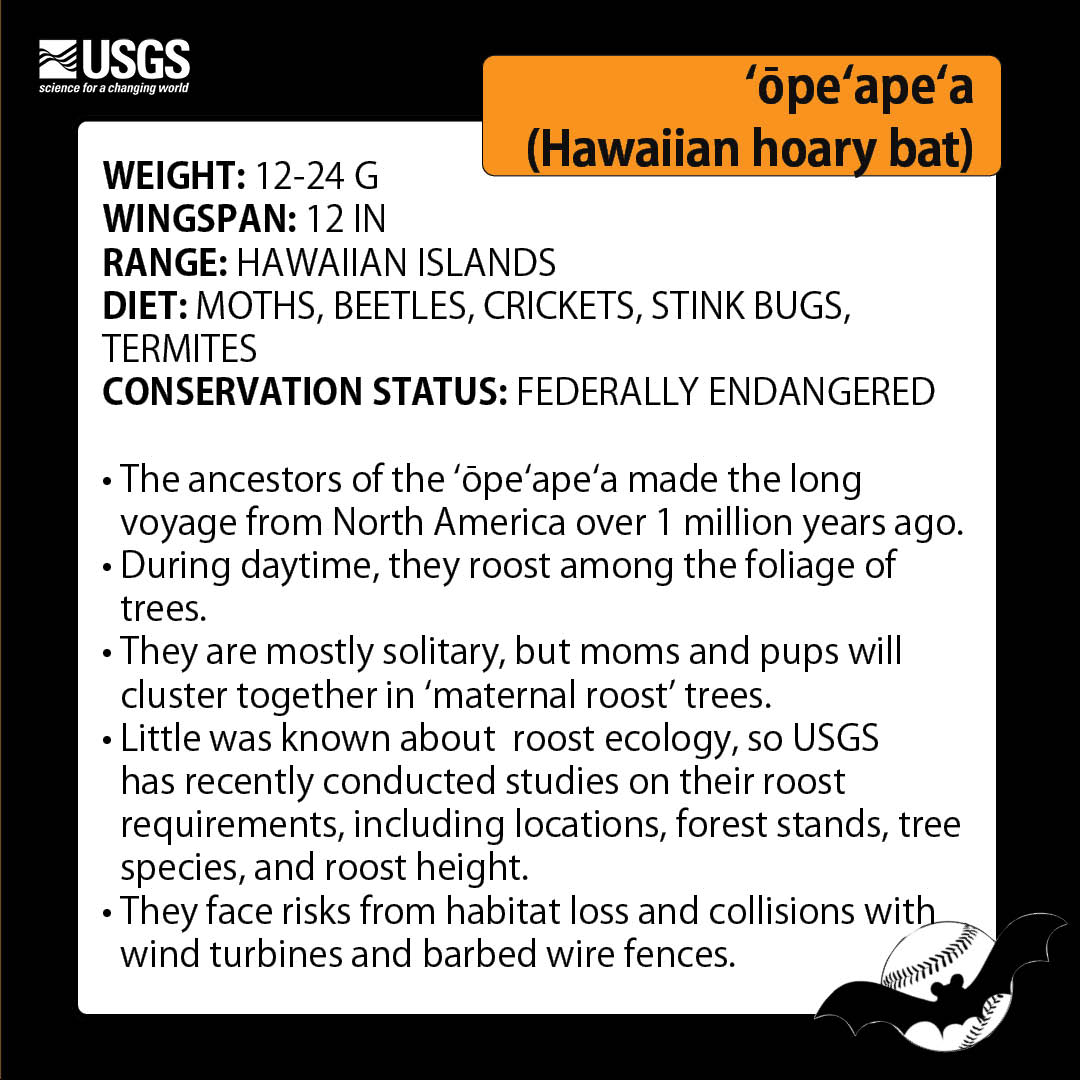 USGS's tweet photo. Bat[ter] up! For the first official day of #BatWeek, we want to tell you all about the ʻōpeʻapeʻa, also known as the Hawaiian hoary bat. Check out the Baseball Bat card to learn more about the ʻōpeʻapeʻa!

Learn more about them:
https://t.co/tRy0PqZ0Yr

#BatWeek2023 #BaseballBats https://t.co/fWNxXlCxPH