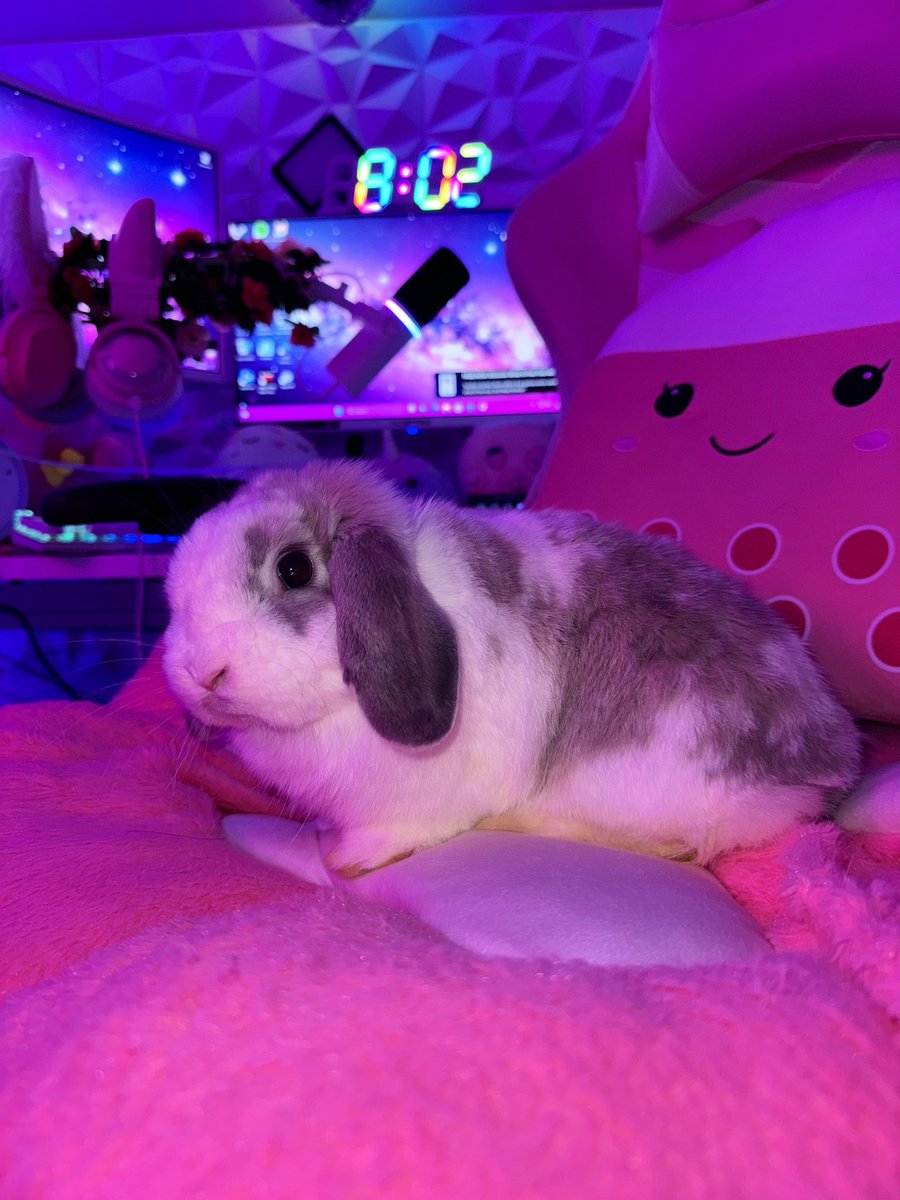 Night0wLita's tweet photo. Here is an overload of cuteness for everyone today!🥺🐰

#bunny #cute #gamingsetup #bunnymodel https://t.co/KHowpEV9va