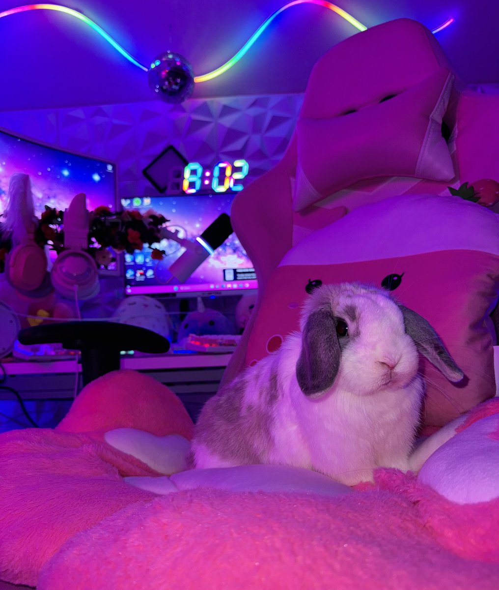 Night0wLita's tweet photo. Here is an overload of cuteness for everyone today!🥺🐰

#bunny #cute #gamingsetup #bunnymodel https://t.co/KHowpEV9va