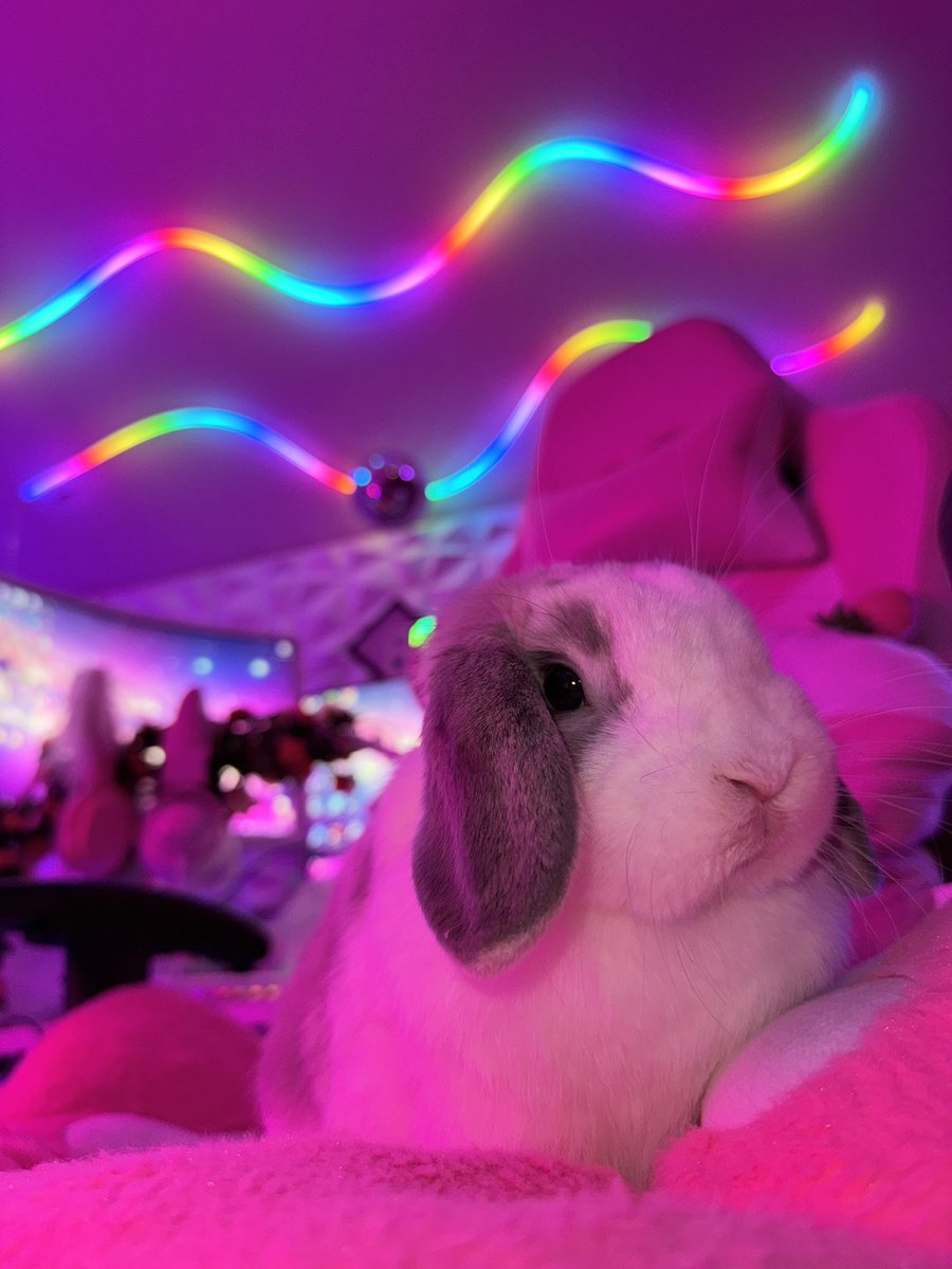Night0wLita's tweet photo. Here is an overload of cuteness for everyone today!🥺🐰

#bunny #cute #gamingsetup #bunnymodel https://t.co/KHowpEV9va