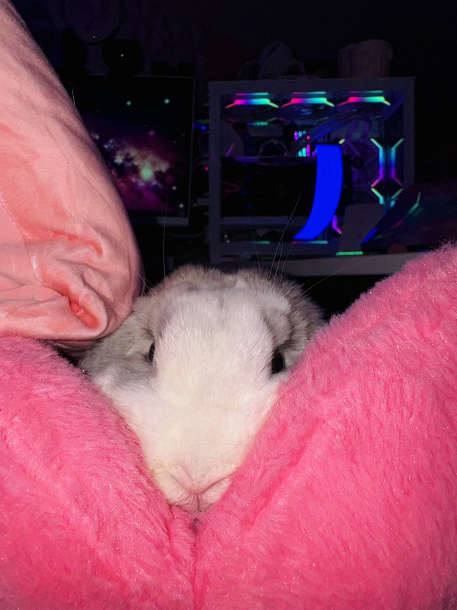 Night0wLita's tweet photo. Here is an overload of cuteness for everyone today!🥺🐰

#bunny #cute #gamingsetup #bunnymodel https://t.co/KHowpEV9va