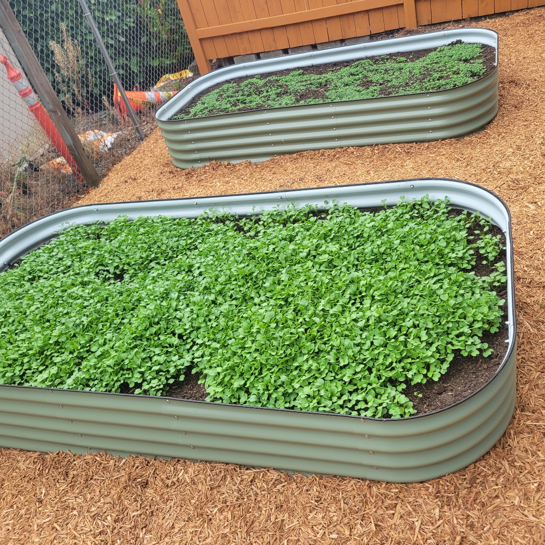 AttainHousing's tweet image. Wow! Look at these beautiful garden beds from our Totem Lane #TransitionalHousing unit! 😍🌱 Our volunteers assembled these garden beds last month, and the cover crops are growing wonderfully! Again, thanks to @King_CD_WA for awarding us the Seed Money grant! 🥰💚