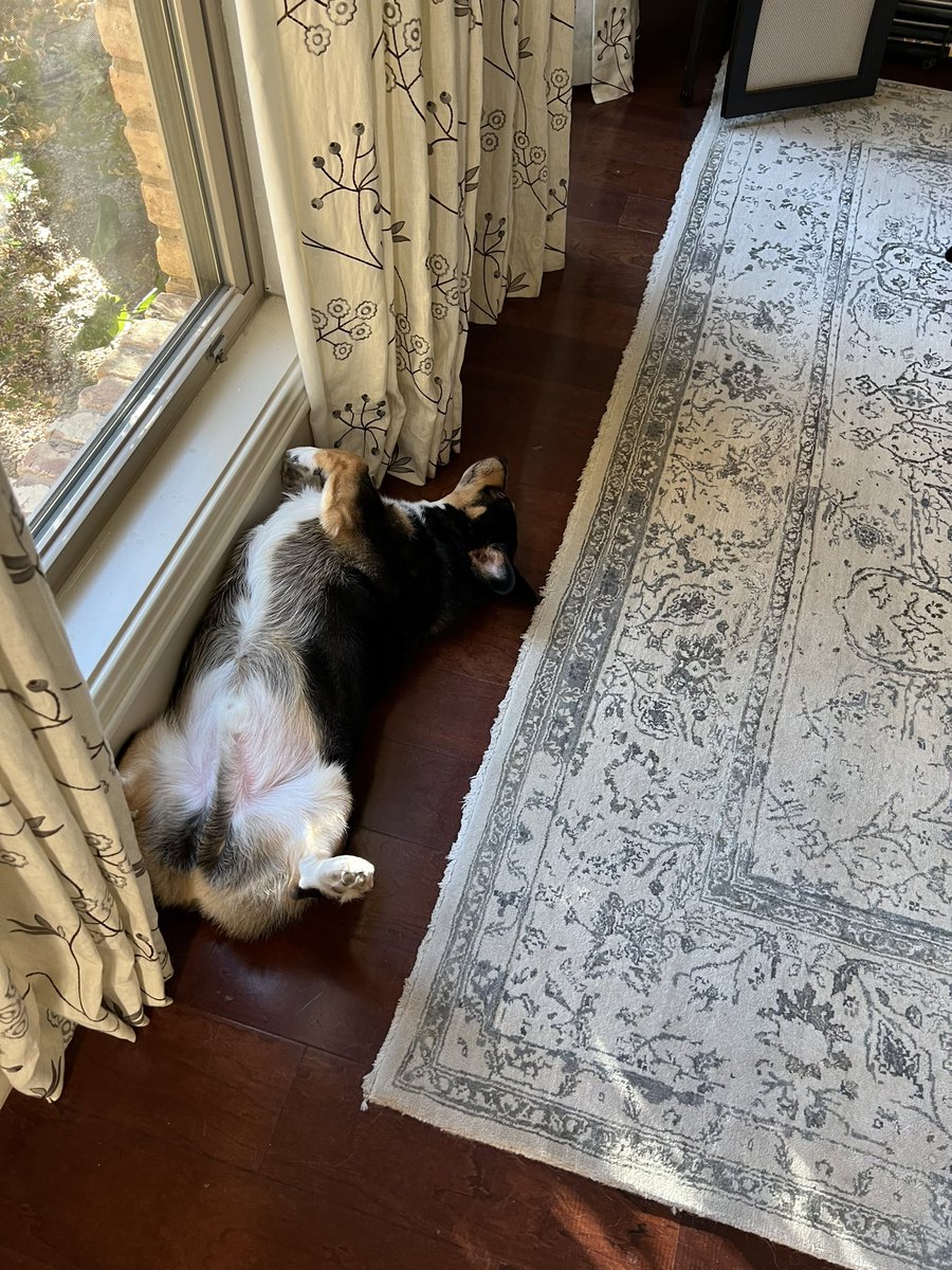 GAnneWright's tweet photo. Have a few weeks off from school and taking full advantage of it!! Visited my bestie in KC, went to ACL &amp; F1, and giving satchel lots of belly rubs 🫶 https://t.co/XmsSvmGns1